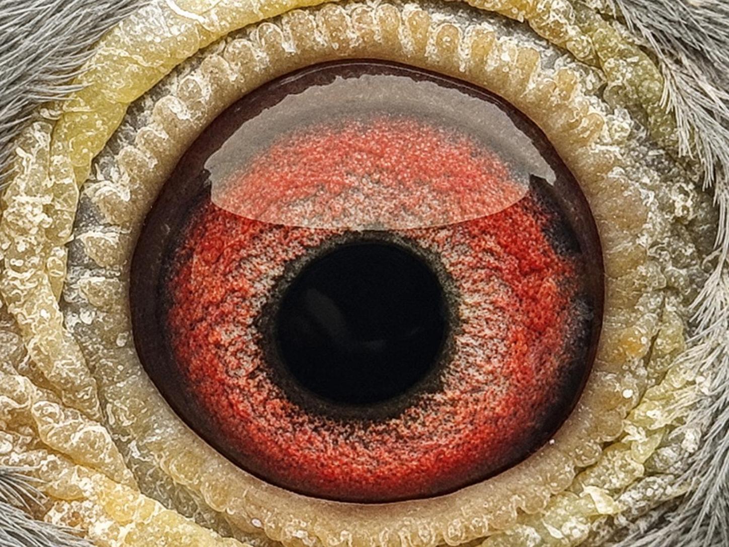 Pigeon eye